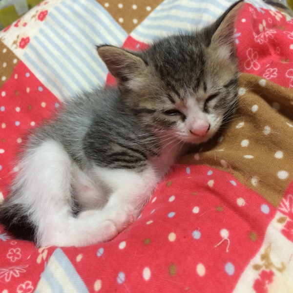 里親さんを探しています！ サムネイル2