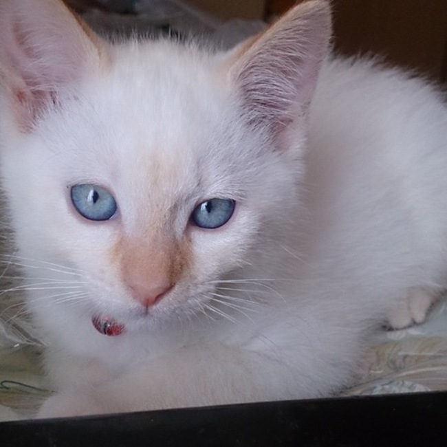 ろろのははのカバー写真