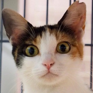 丸顔美猫ミケ♡マルちゃん