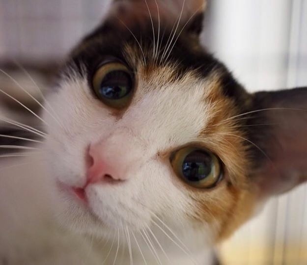 丸顔美猫ミケ♡マルちゃん サムネイル2