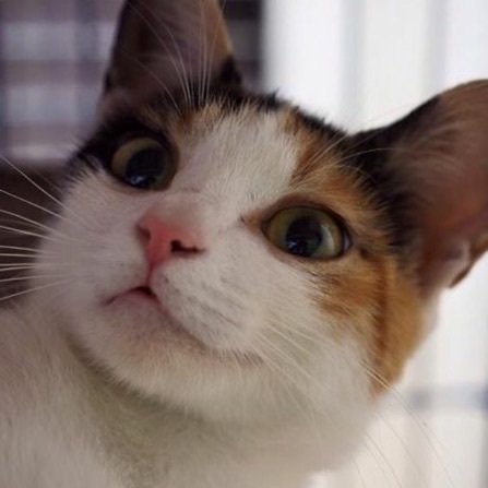 丸顔美猫ミケ♡マルちゃん サムネイル3