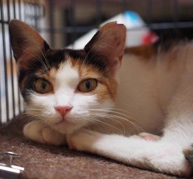 丸顔美猫ミケ♡マルちゃん サムネイル7