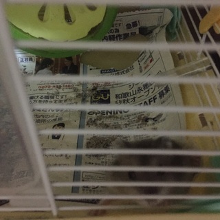 ブルーサファイアちゃん