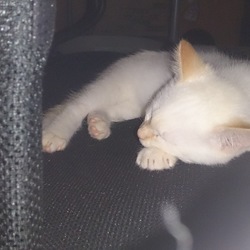 「みみの場所」サムネイル2