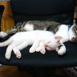 「みみの場所」サムネイル3