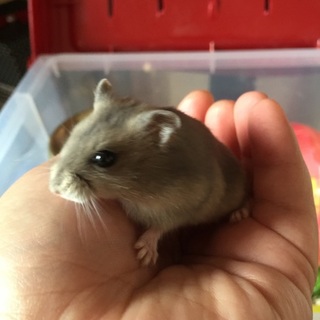 ハムスターの里親を募集します！