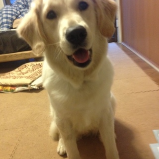 ゴールデン(♀)1歳3ヶ月
