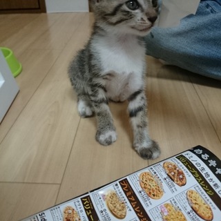 可愛い顔の女の子