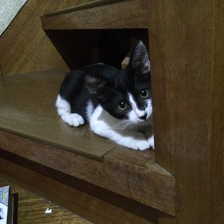 白黒ブッチ子猫