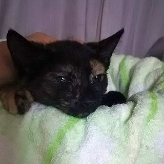 猫会＊健康チェック済み＊可愛い2ヶ月女の子