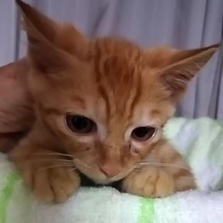 猫会＊健康チェック済み＊かわいい2ヶ月男の子