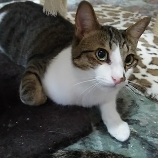 優しく、とても綺麗な柄のポチ君、家族決定‼