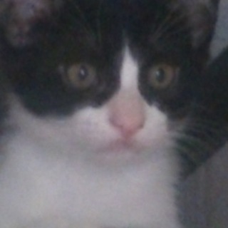 家族になって下さい