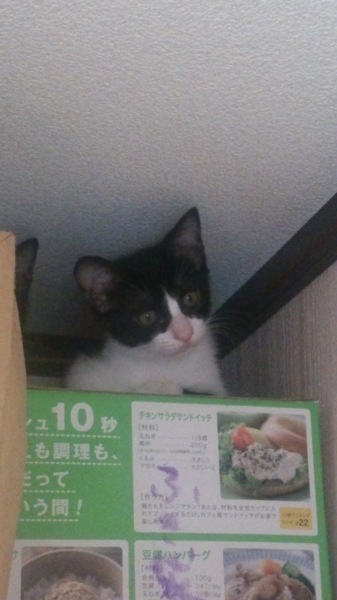 家族になって下さい サムネイル2