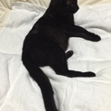 武蔵と小次郎仲良し黒猫兄弟です