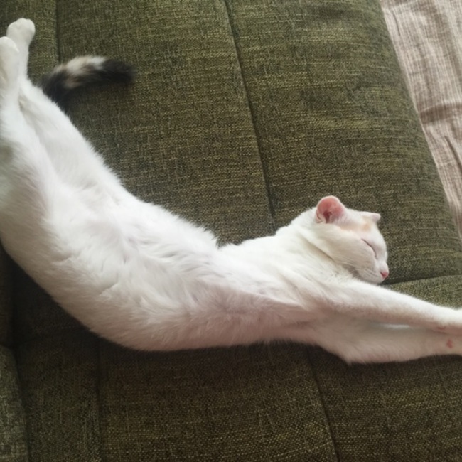 ハピネコのカバー写真