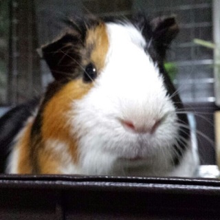 モルモット(♂・2歳10ヶ月)