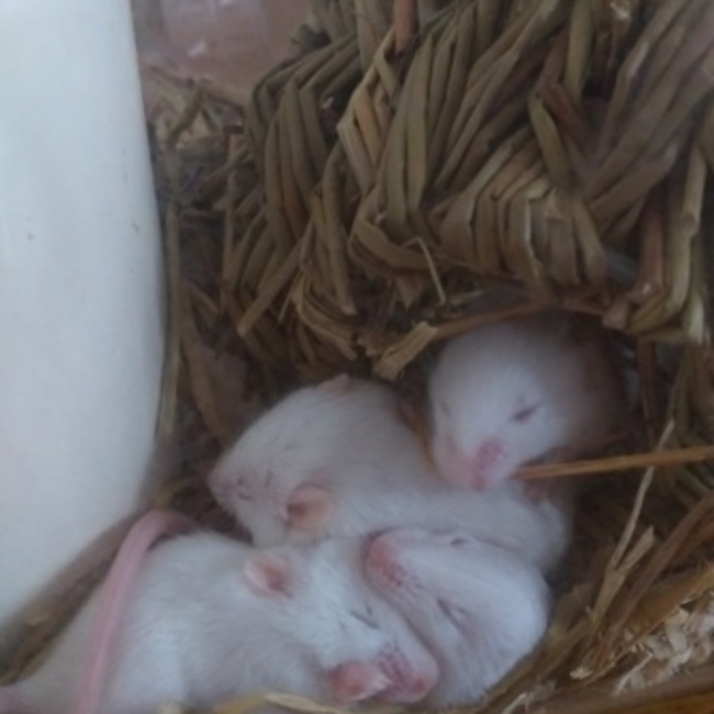 すけとうのカバー写真