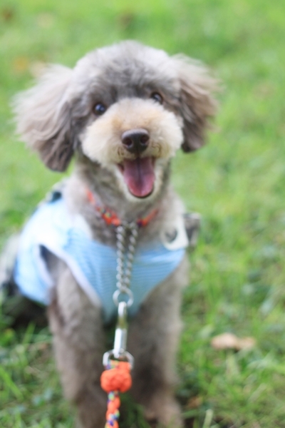 チャラ 推定５ ６歳 埼玉県 犬の里親募集 ペットのおうち 月間利用者150万人