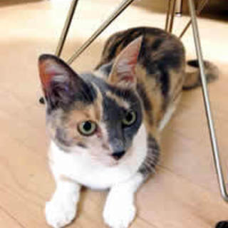 ネロちゃん　 5歳 女の子