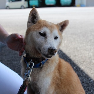 小柄で可愛いお豆ちゃん