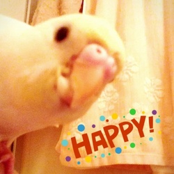 29日目、液晶フィルムがピンチ