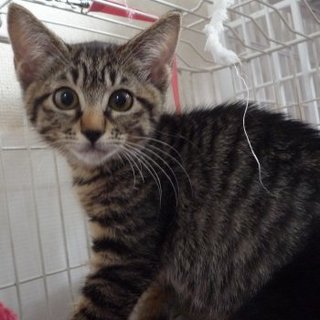 キジトラメス仔猫キュート！４兄妹です。