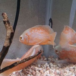 可愛がってあげて下さい