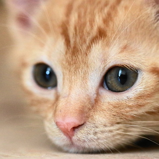 生後２カ月。優しい茶トラの女の子