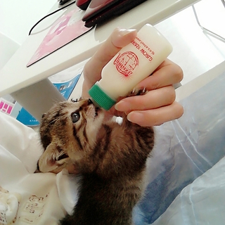 とても元気で可愛い子猫ちゃんです