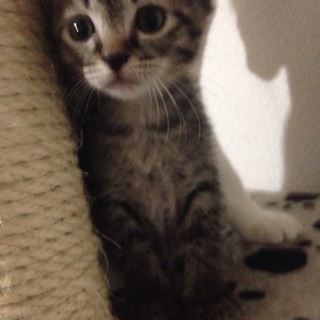 7月6日生まれの子猫たちです！