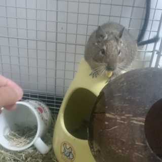 愛知県一宮で可愛いデグー2匹
