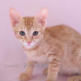 茶トラ　子猫　マルクルくん　里親様募集! 