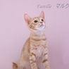茶トラ　子猫　マルクルくん　里親様募集!  サムネイル3
