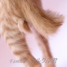 茶トラ　子猫　マルクルくん　里親様募集!  サムネイル4
