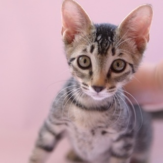 キジトラ子猫　ハウル君　里親様募集! 