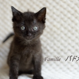 黒子猫　パドメちゃん　里親様募集!