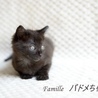 黒子猫　パドメちゃん　里親様募集! サムネイル2