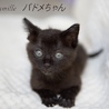 黒子猫　パドメちゃん　里親様募集! サムネイル3