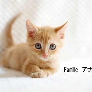 茶トラ　子猫　アナキン君　里親様募集！ 