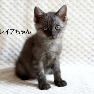 サバトラ子猫のレイアちゃん　里親様募集！
