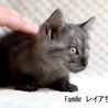 サバトラ子猫のレイアちゃん　里親様募集！ サムネイル2