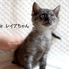 サバトラ子猫のレイアちゃん　里親様募集！ サムネイル3