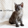 サバトラ子猫のレイアちゃん　里親様募集！ サムネイル4