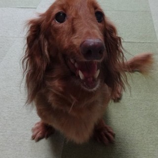 人が大好きMダックスのユキちゃん　里親様決定