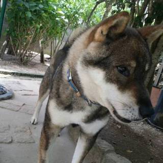 四国犬。人懐こい、五歳の男の子クマちゃん