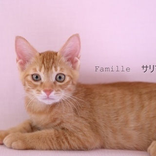 茶トラ　子猫　サリマン君　里親様募集! 
