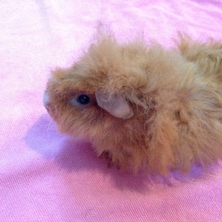 モルモット♀2匹 里親募集‼︎