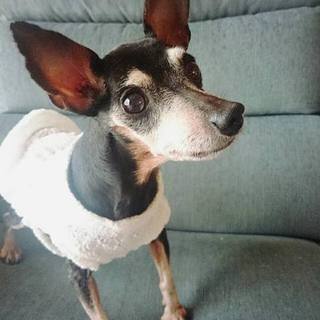 ミニチュアピンシャー　メス　ねねちゃん里親募集