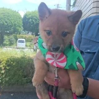 とっても人なつっこく元気な1ヶ月半くらいの子犬